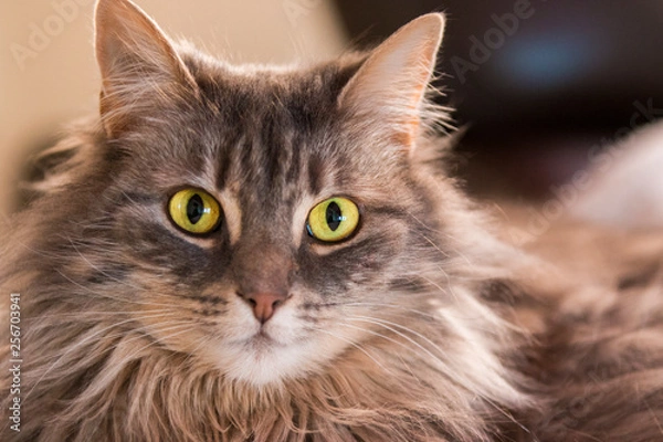 Fototapeta Grey cat portrait