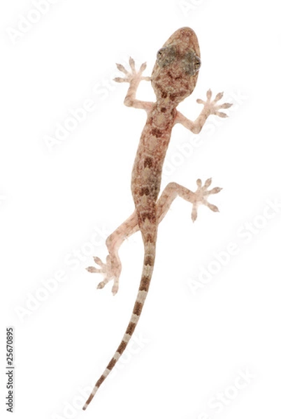 Obraz animal chinese gecko