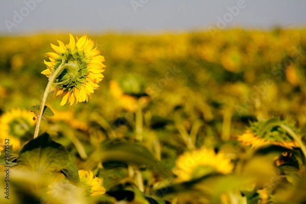 Fototapeta Поле подсолнухов