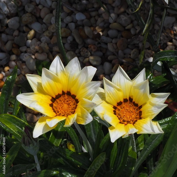 Fototapeta OLYMPUS DIGITAL CAMERA