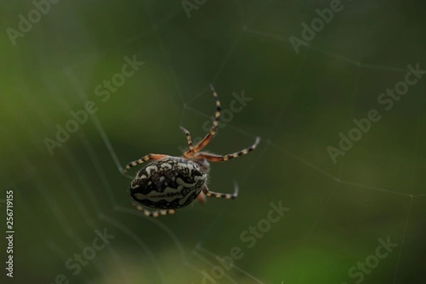 Obraz The spider web (cobweb) closeup background.
