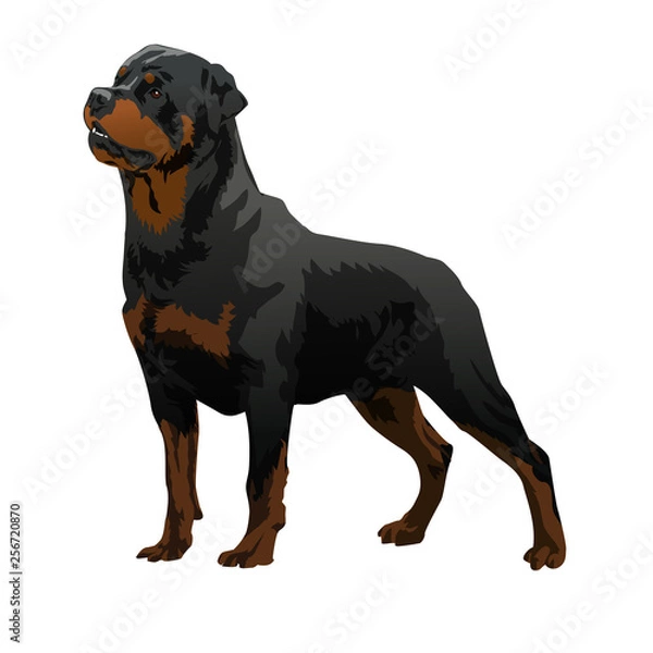 Obraz dog rottweiler set