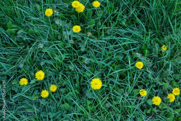 Fototapeta Clover and dandelion lawn fragment close-up. Background, texture for mockup of social media, eco shop, blank for design, top view. Horizonlal.
