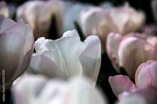 Fototapeta Tulpen in weiß und rosa