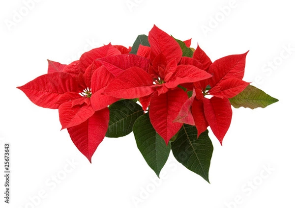 Obraz Red poinsettia
