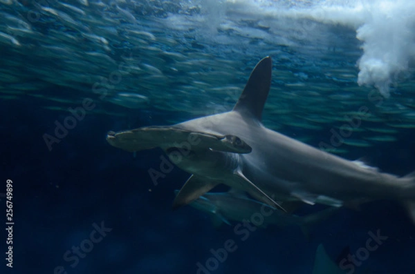 Fototapeta 水族館のサメ