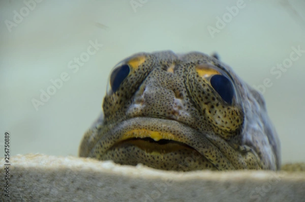 Fototapeta 葛西臨海水族館の面白い魚