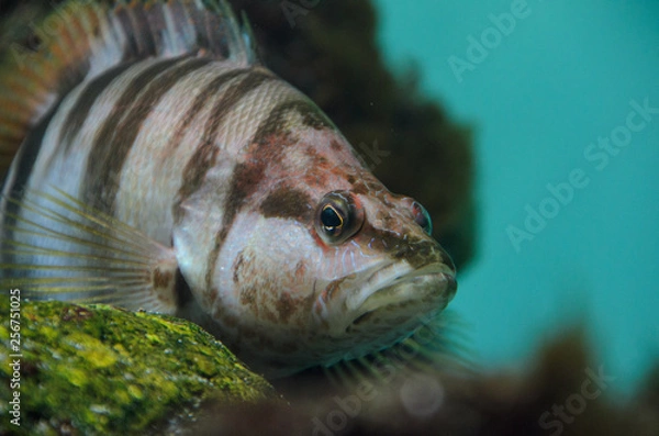 Fototapeta 葛西臨海水族館のハタ