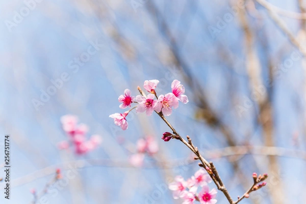 Obraz Wild Himalayan Cherry in blur background.
