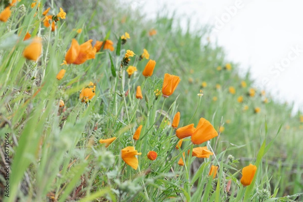 Fototapeta California Poppies closeup on a hillside surrounded by green grass
