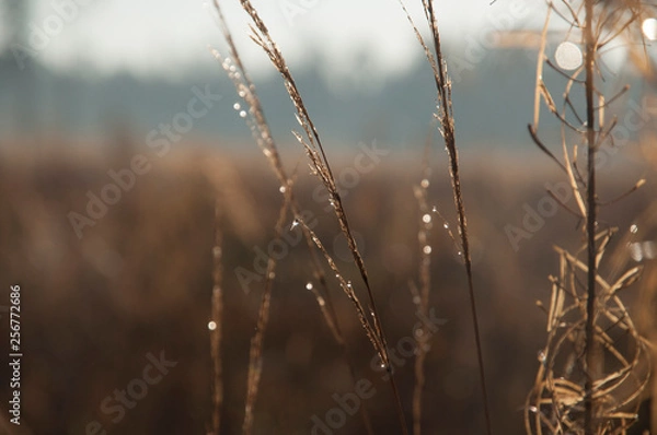 Fototapeta autumn field