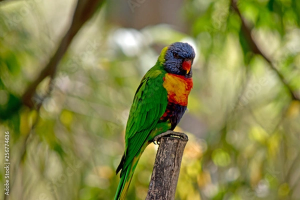 Fototapeta a rainbow lorikeet resting