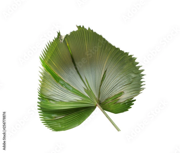Fototapeta tropical green blowing palm leaf isolated on white background