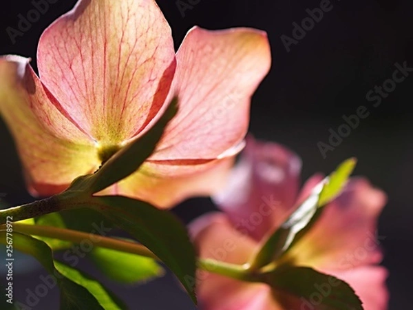 Obraz クリスマスローズの花