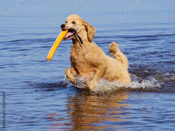 Obraz Standard poodle swimming on dog rescue service water training. Playing with an orange fetching toy in a lake  on a sunny summer day in Finland.