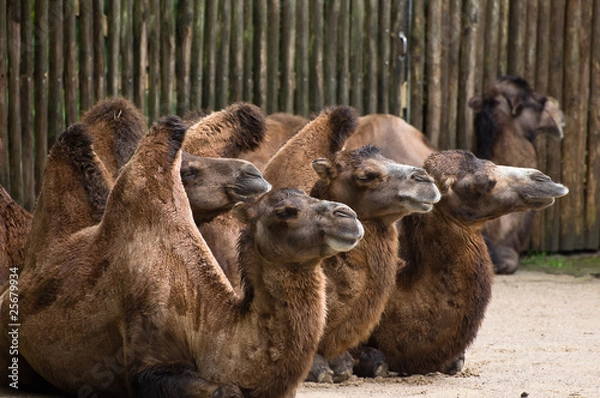 Obraz Allwetterzoo Münster