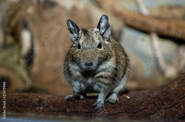 Obraz Allwetterzoo Müster