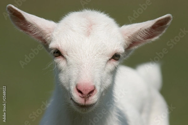 Obraz baby goat