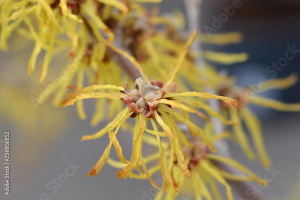 Obraz Witch Hazel Arnold Promise