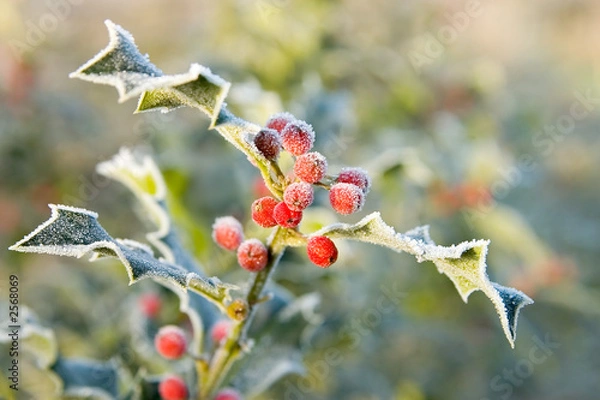 Obraz frozen holy leaves