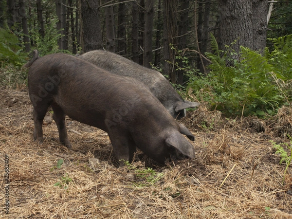 Obraz OLYMPUS DIGITAL CAMERA