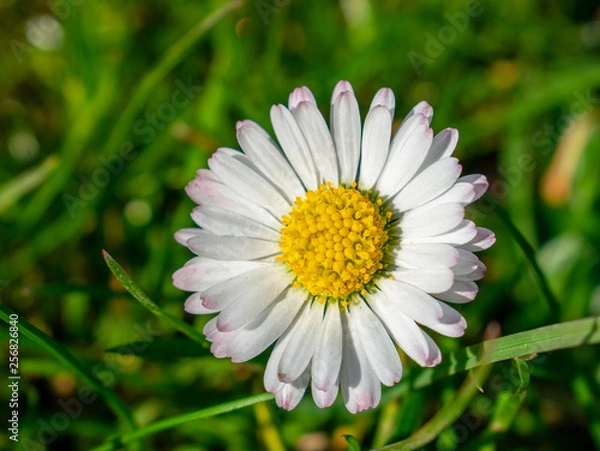 Fototapeta One white daisy flower close up, selective focus.