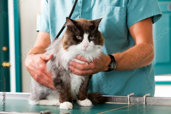 Fototapeta Cat Check-Up