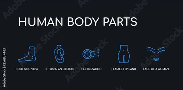 Fototapeta 5 outline stroke blue face of a woman, female hips and waist, fertilization, fetus in an uterus, foot side view icons from human body parts collection on black background. line editable linear thin