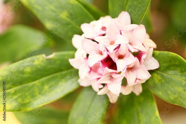 Obraz 沈丁花アップ