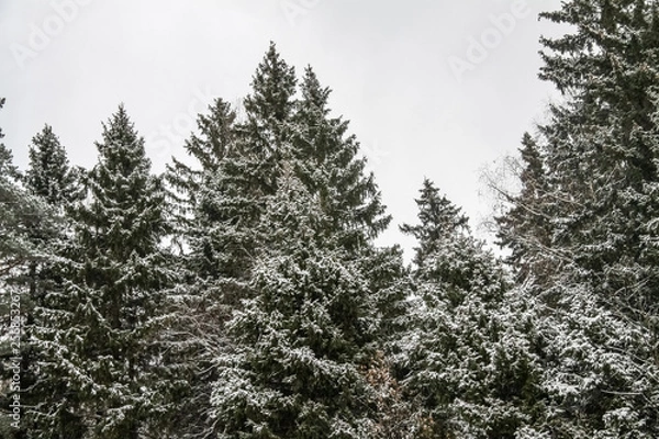 Obraz Winter Christmas Tree