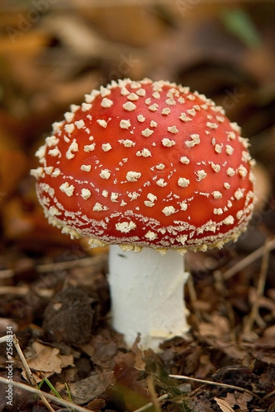 Fototapeta fly agaric