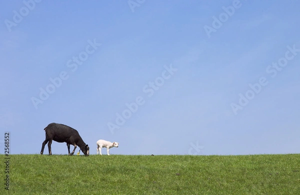 Obraz black and white