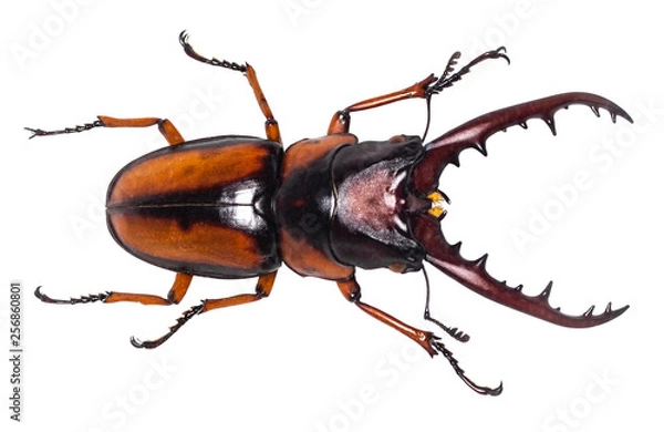 Obraz Lucanus cervus Jelonkowate na białym tle