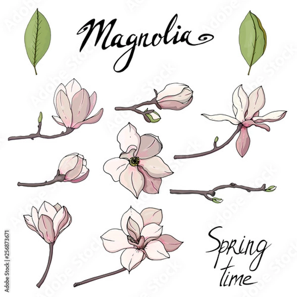 Obraz Set of isolated magnolia. Magnolia flower set. Objects isolated on white background. 