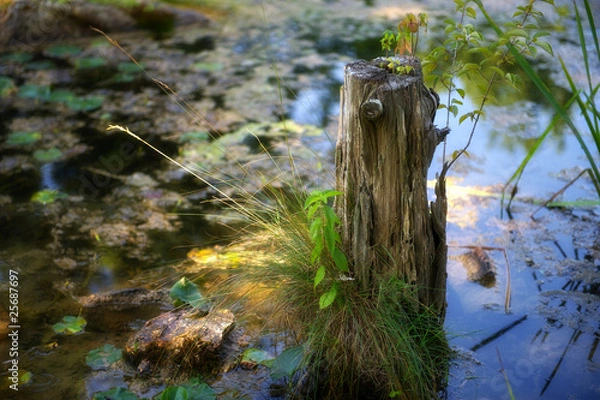 Obraz Pond Stump