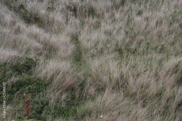 Obraz szum trawy