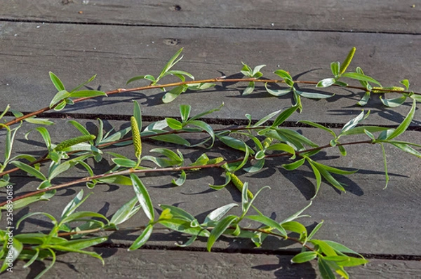Obraz Branches Of Willows On A Table In The Woods