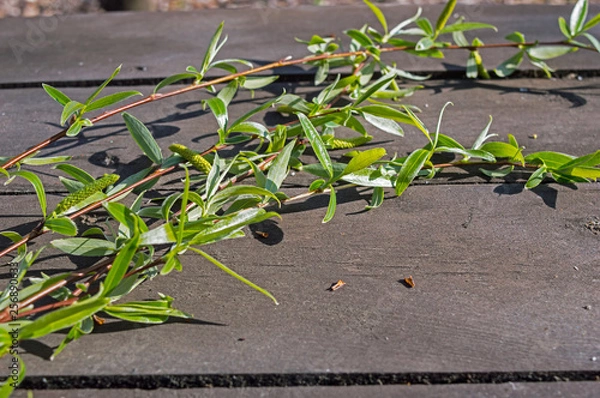 Obraz Branches Of Willows On A Table In The Woods