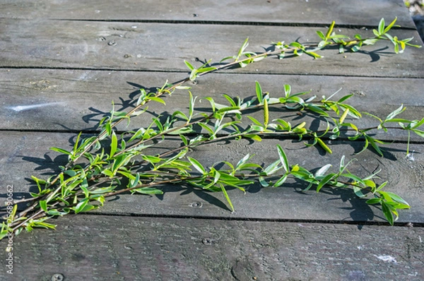 Obraz Branches Of Willows On A Table In The Woods