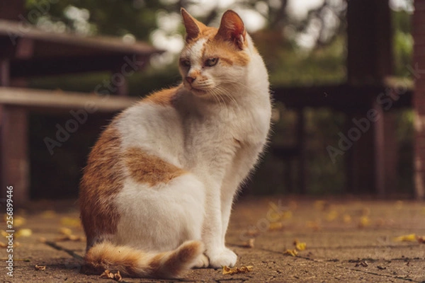 Fototapeta cat lying on the ground