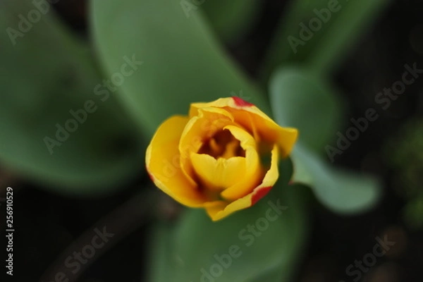 Obraz Red and Yellow tulip