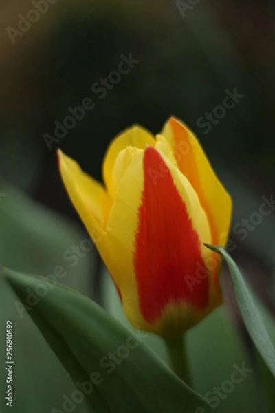 Obraz red tulip
