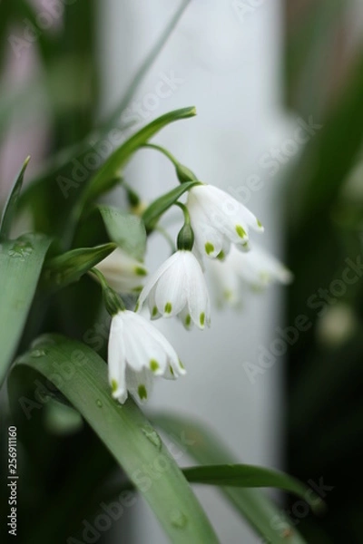 Obraz snowflake flowering bulb