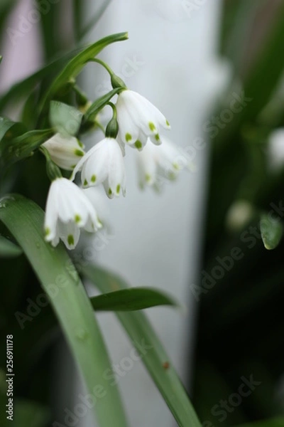 Obraz snowflake flowering bulb