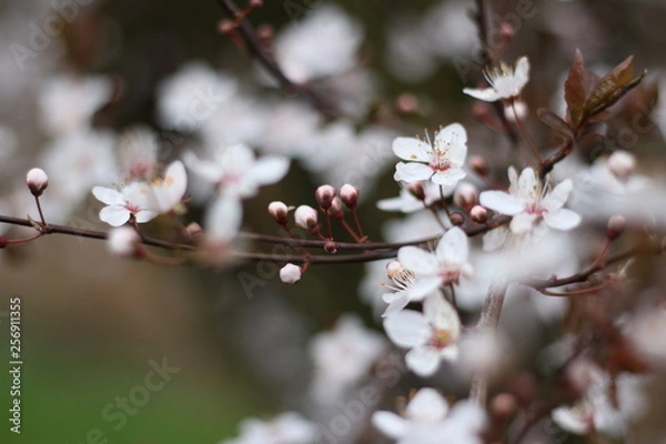 Obraz Winter Blossom