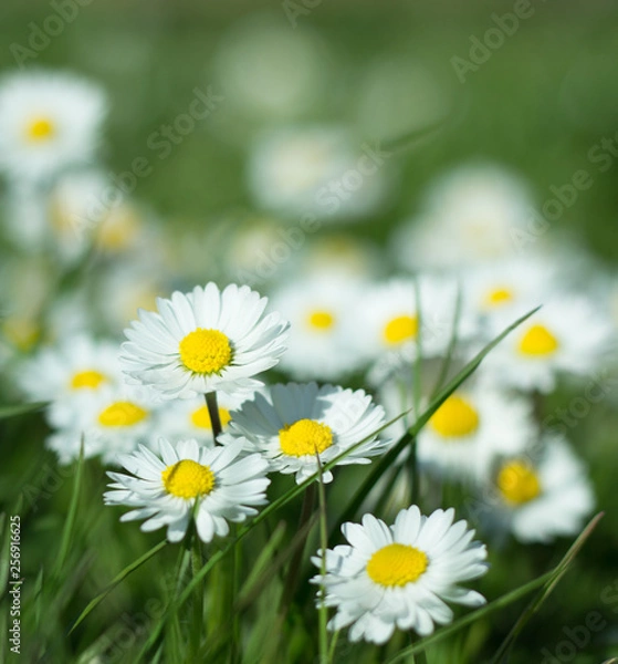 Obraz Daisy persistent and widespread growth, heralding the arrival of spring to our gardens, has resulted in children using its flowers to make necklaces and adults desperately trying to rid `weed`.