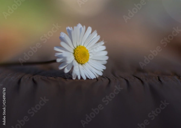 Obraz Daisy persistent and widespread growth, heralding the arrival of spring to our gardens, has resulted in children using its flowers to make necklaces and adults desperately trying to rid `weed`.