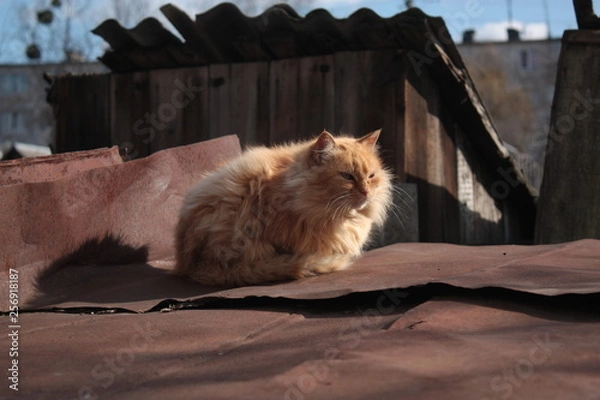 Obraz cat sitting on bench in park