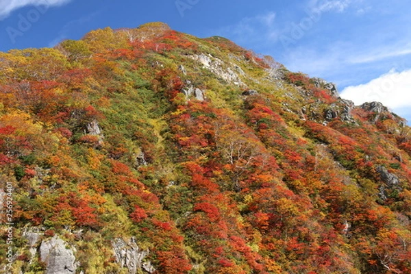 Fototapeta 朝日連峰の秋　小朝日岳の紅葉