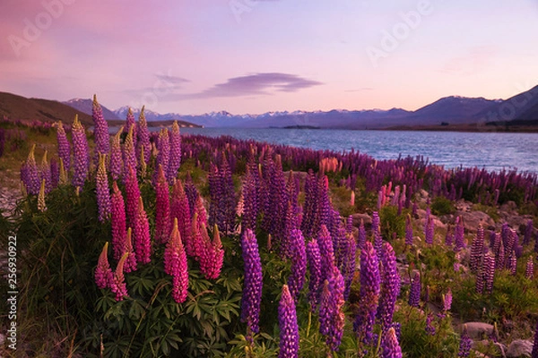 Obraz Lake Tekapo in New Zealand with beautiful lupine flowers in full bloom